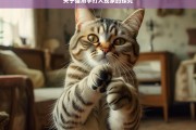 关于猫用手打人现象的探究，探究猫用手打人现象