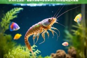 虾类跳缸现象解析，水族箱中虾类异常行为的原因与应对方法