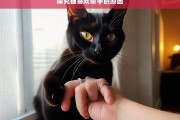 探究猫喜欢咬手的原因，猫为何喜欢咬手