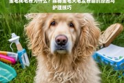 金毛犬毛发卷曲的原因解析与科学护理技巧