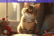 探究猫不听话的原因，探究猫不听话的缘由