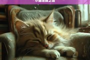 小猫嗜睡之谜，小猫为何嗜睡