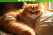 猫咪与枕头的不解之缘，猫咪与枕头的奇妙羁绊