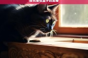 探究猫钻盒子的奥秘，猫为何爱钻盒子