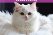 探究猫往被子上尿的原因，猫为何往被子上尿