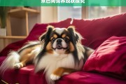 京巴狗饲养现状探究，京巴狗饲养现状之析