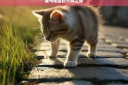 猫与地面的不解之缘，猫与地面的特殊羁绊