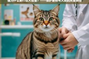 猫打狂犬疫苗，守护宠物与人类健康的关键措施