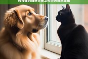 狗与猫的奇妙关系之狗为何喜欢坐猫，狗为何喜欢坐猫——探究狗与猫的奇妙关系