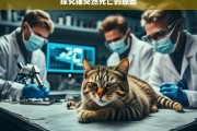 探究猫突然死亡的原因，猫突然死亡原因探究