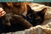 探究猫与人同睡的奥秘，猫与人同睡的奥秘探究