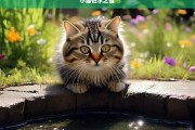 小猫怕水之谜，小猫为何怕水