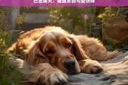 巴吉度犬，被遗忘的可爱伙伴，巴吉度犬，被遗忘的可爱伙伴