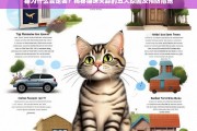 猫为什么会走丢？揭秘猫咪失踪的五大原因及预防措施