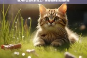 揭秘猫咪的地面情结，为什么猫喜欢躺在地上？