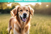 金毛寻回犬，忠诚与温暖的伙伴，金毛寻回犬，忠诚温暖的伙伴