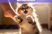 猫咪与脚的奇妙反应，猫咪与脚的奇特关联