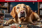 犬类行为异常的背后，探究狗发疯的深层原因