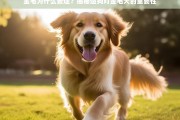 金毛犬为何需要遛？深入解析遛狗对金毛犬健康与幸福的重要性