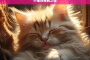 小猫的睡眠之谜，小猫睡眠之谜解析