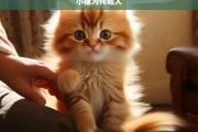 小猫为何粘人，小猫粘人原因探究