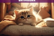 猫咪为何爱钻被窝，猫咪爱钻被窝的原因