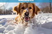 狗狗吃雪现象探究，狗狗为何吃雪