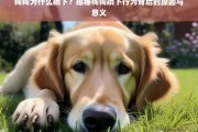 狗狗躺下行为背后的原因与意义揭秘