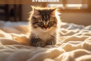 关于猫猫踩奶的探究，探究猫猫踩奶现象