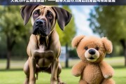 大狗为何攻击泰迪？犬类行为原因解析与预防策略