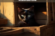 探究猫喜欢钻箱子的奥秘，猫为何喜欢钻箱子