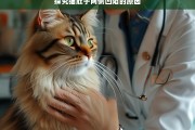 探究猫肚子两侧凹陷的原因，猫肚子两侧凹陷原因探究