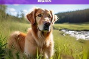 解读马犬，解读马犬，特性与魅力