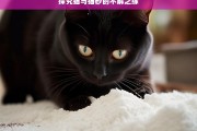 探究猫与猫砂的不解之缘，猫与猫砂，不解之缘探秘