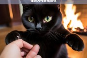 猫咪为何突然咬你，猫咪突然咬人的原因