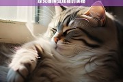 探究猫睡觉抽搐的奥秘，猫睡觉抽搐现象探秘