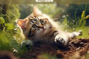 猫之打滚探秘，猫打滚现象探秘