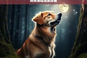 狗狗狼嚎现象探秘，狗狗狼嚎现象探秘，原因与解读