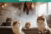 养猫消毒的重要性，养猫与消毒的重要关联