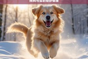 狗狗与雪的奇妙情缘，狗狗与雪的奇妙情缘