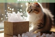 猫咪与纸盒的不解之缘，猫咪与纸盒的奇妙羁绊