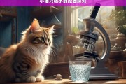 小猫只喝水的原因探究，小猫为何只喝水