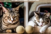 猫公母性格与行为差异的生物学与社会化因素解析