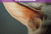 关于猫耳朵两层结构的探秘，猫耳朵两层结构探秘