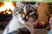 猫为什么咬人的脚？揭秘猫咪行为背后的原因