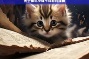 关于猫生小猫不能看的探秘，猫生小猫不能看之秘