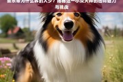 喜乐蒂为何小众？揭秘这一犬种的独特魅力与饲养挑战