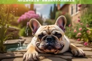 揭秘法国斗牛犬的懒散生活，为什么法斗这么懒？