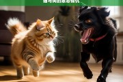 猫与狗的恩怨情仇，猫与狗的爱恨纠葛