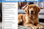 贵宾犬呕吐的原因、预防方法及应对措施全解析